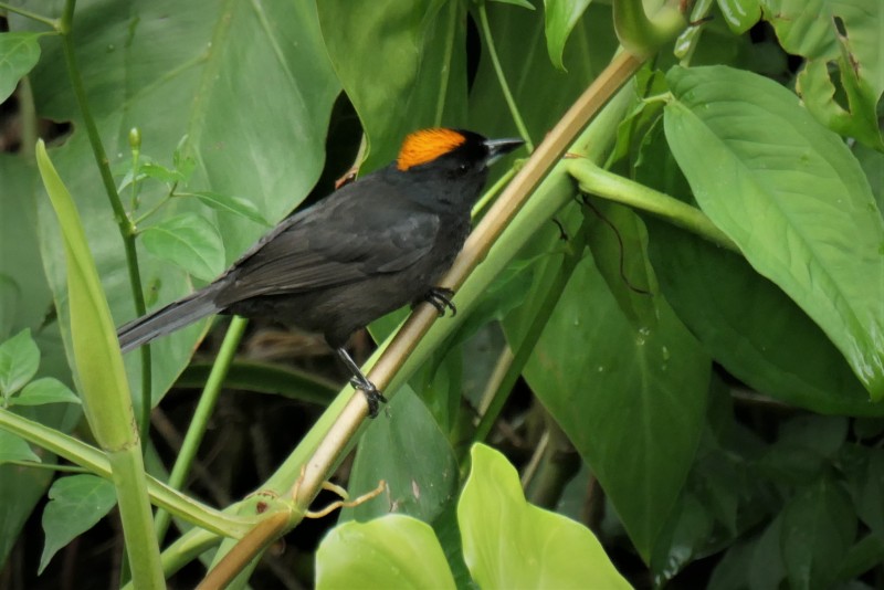 Tachyphonus delatrii