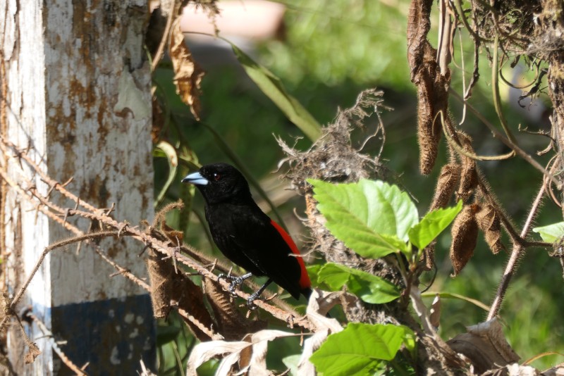 Ramphocelus passerinii