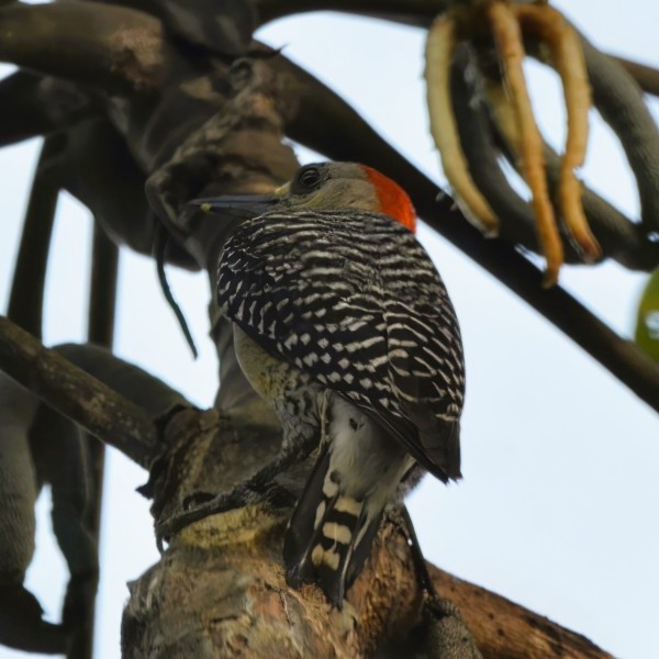 Melanerpes rubricapillus