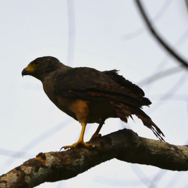 Rupornis magnirostris