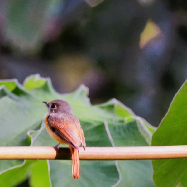 Terenotriccus erythrurus