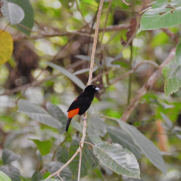 Ramphocelus passerinii (male)