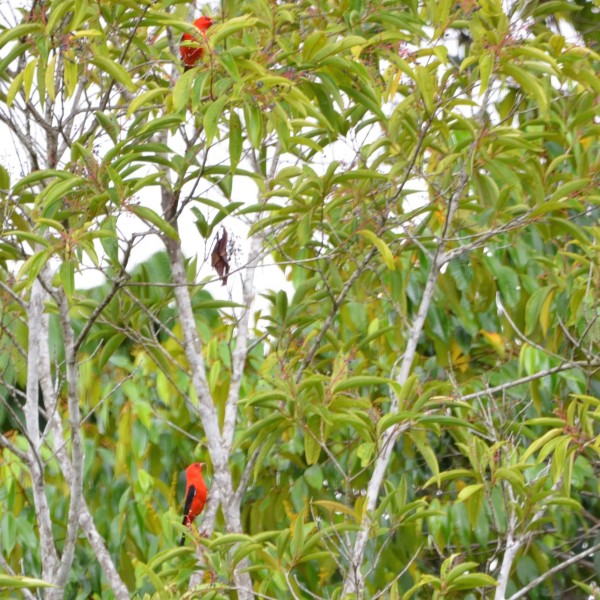Piranga olivacea