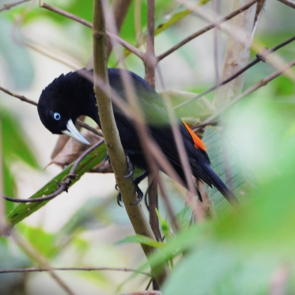 Cacicus uropygialis