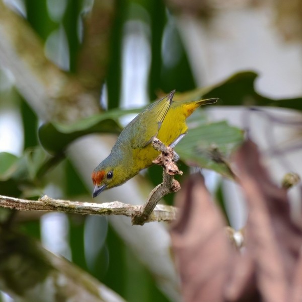 Euphonia imitans