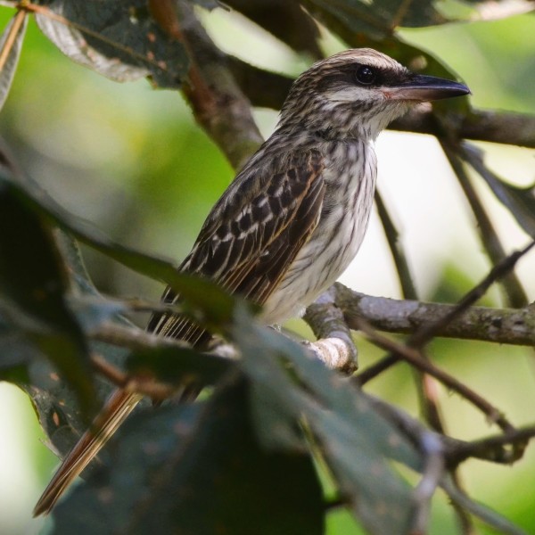 Myiodynastes maculatus