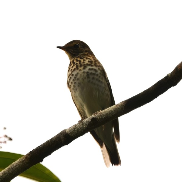 Catharus ustulatus