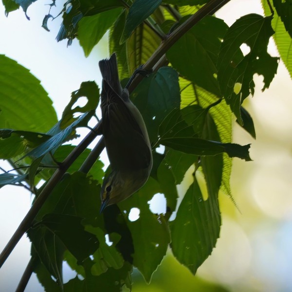 Leiothlypis peregrina