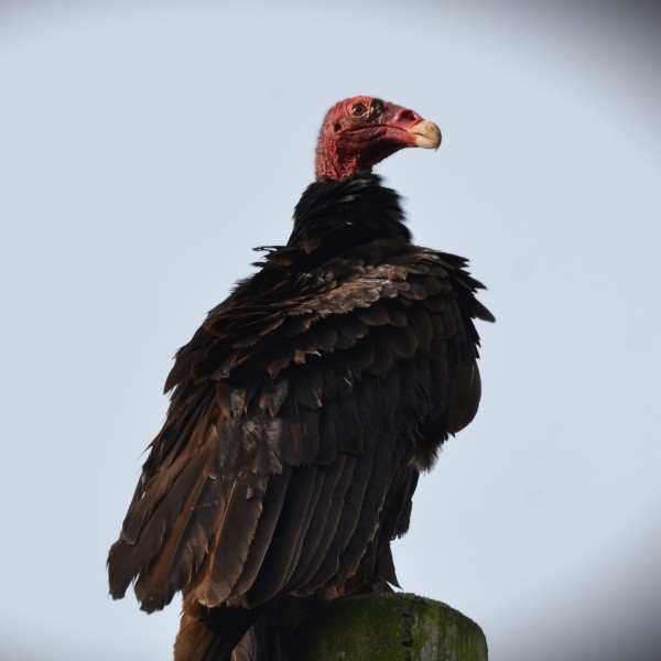 Cathartes aura