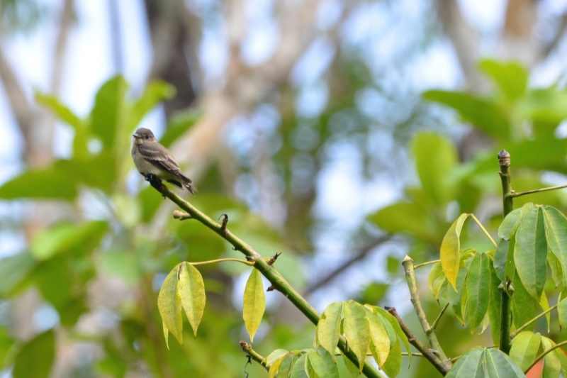 Contopus sordidulus