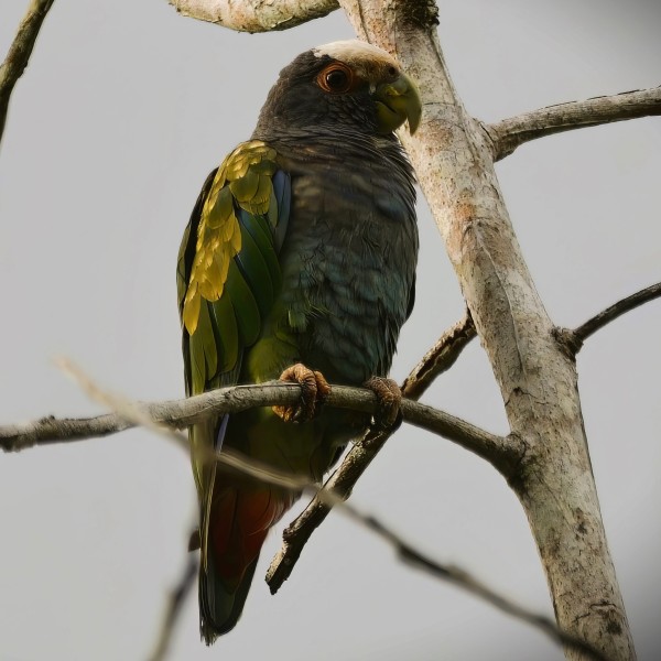 Pionus senilis