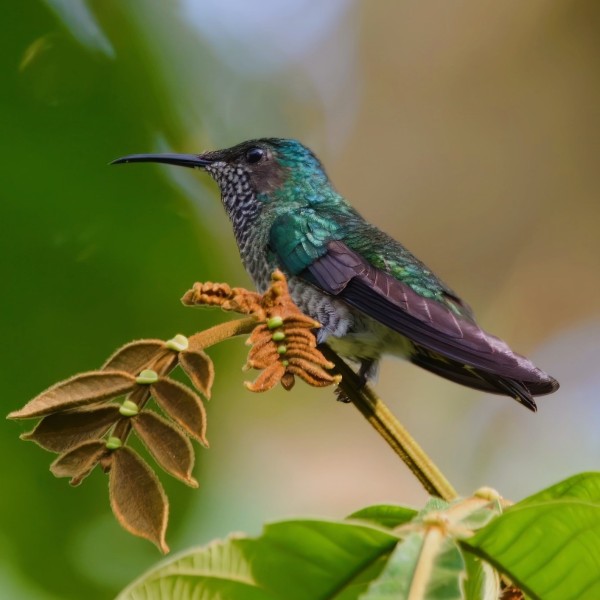 Florisuga mellivora (female)