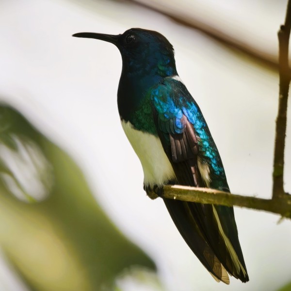 Florisuga mellivora (male)