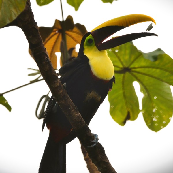 Ramphastos ambiguus swainsonii