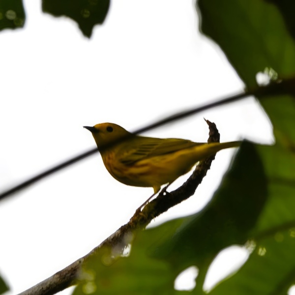 Setophaga petechia