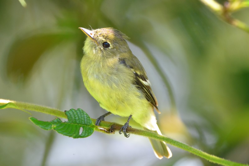 Empidonax flaviventris