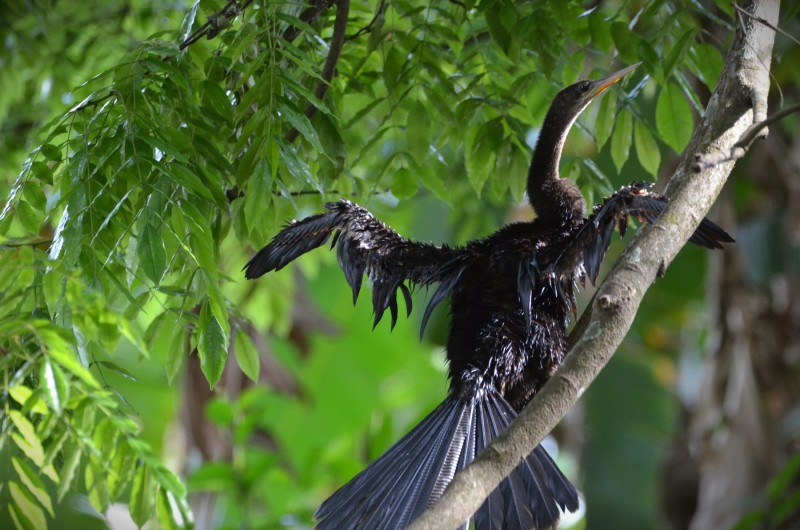 Anhinga anhinga