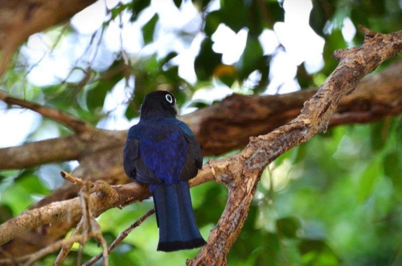 Trogon melanocephalus