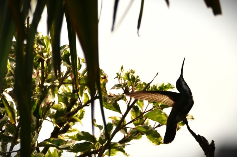 Mangrove hummingbird