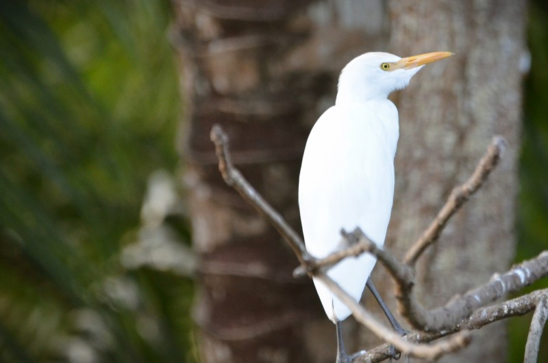Bubulcus ibis