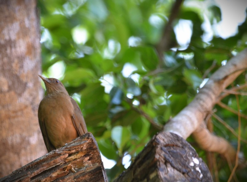 Turdus grayi