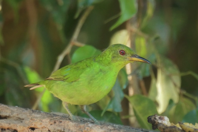Chlorophanes spiza (female)
