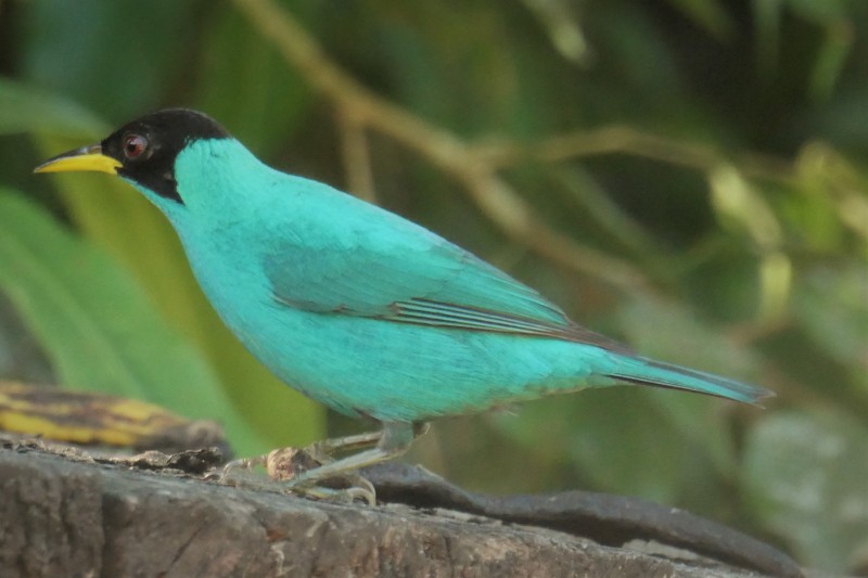 Chlorophanes spiza (male)