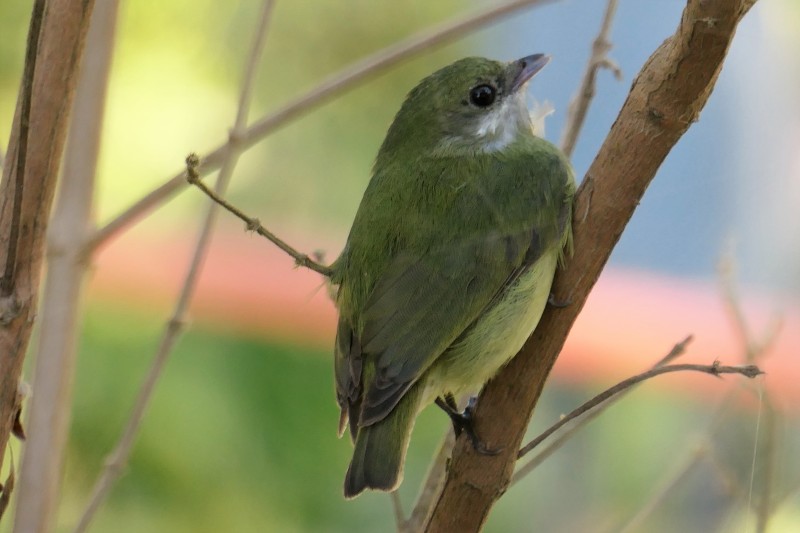 Corapipo altera