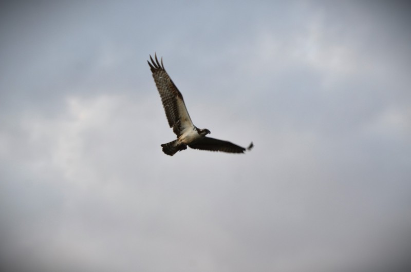 Pandion haliaetus
