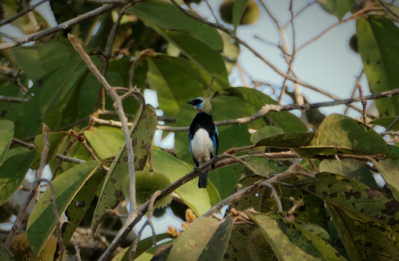Stilpnia larvata