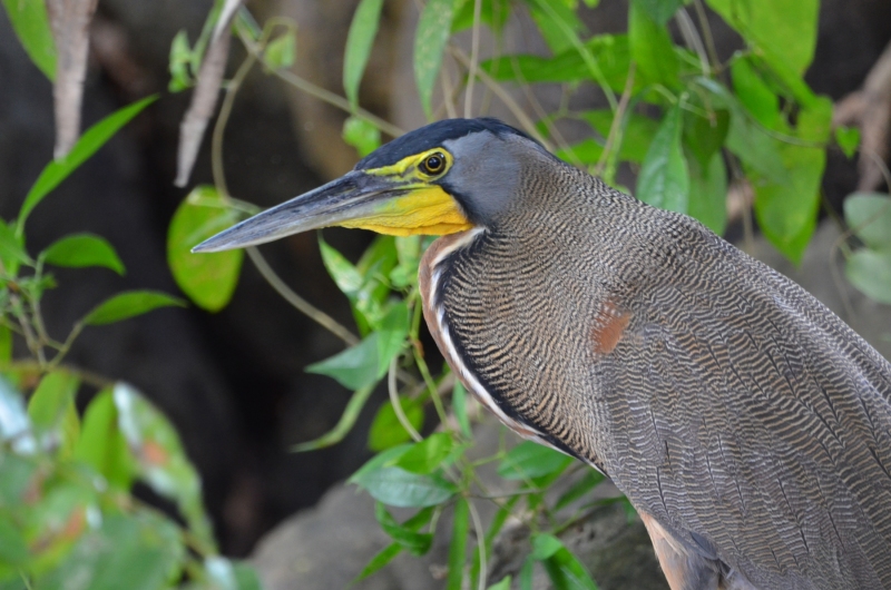 Tigrisoma mexicanum