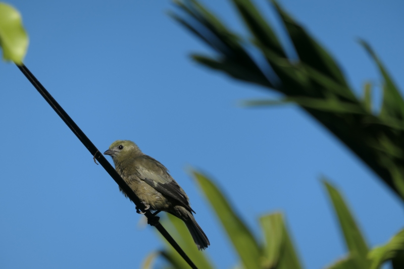 Thraupis palmarum