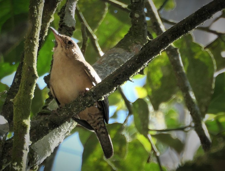 Troglodytes aedon