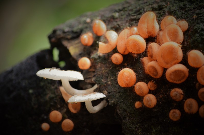Unidentified Fungi - Costa Rica