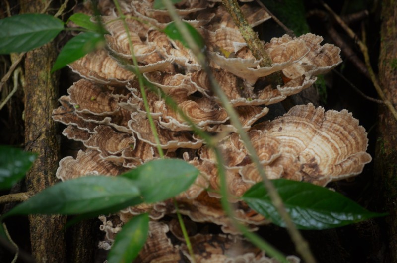 Unidentified Fungi - Costa Rica