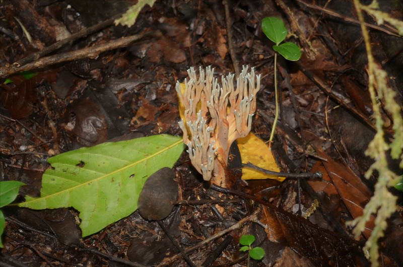 Unidentified Fungi - Costa Rica