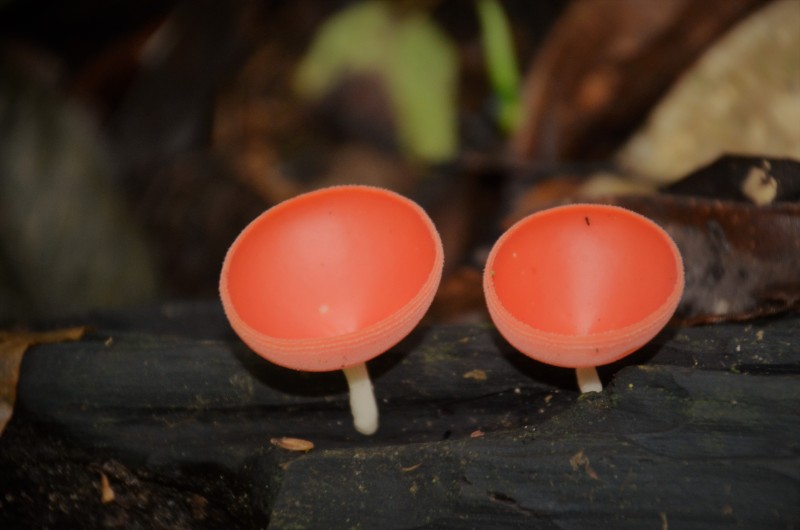 Cookeina speciosa