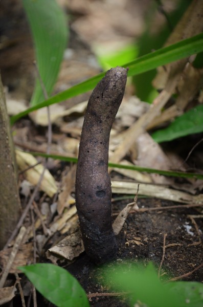Dead Man's Finger Fungi