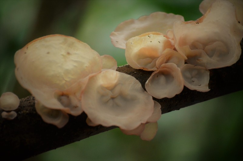 Pig's Ear Fungi