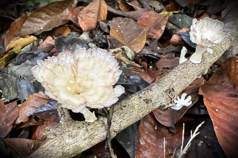 Unidentified Fungi - Costa Rica