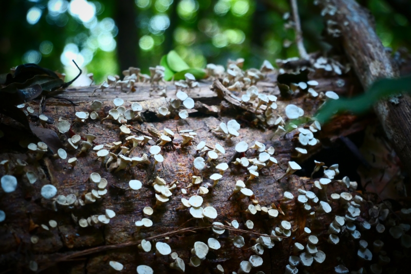 Unidentified Fungi - Costa Rica