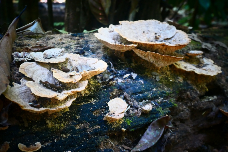 Unidentified Fungi - Costa Rica