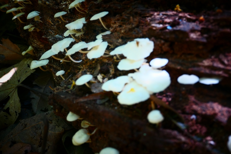Unidentified Fungi - Costa Rica