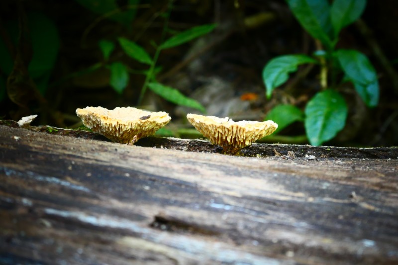 Unidentified Fungi - Costa Rica