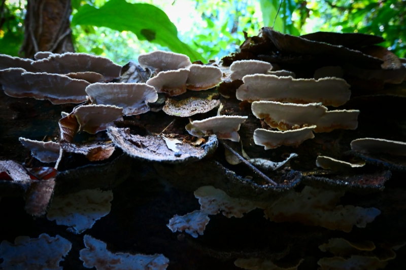 Unidentified Fungi - Costa Rica