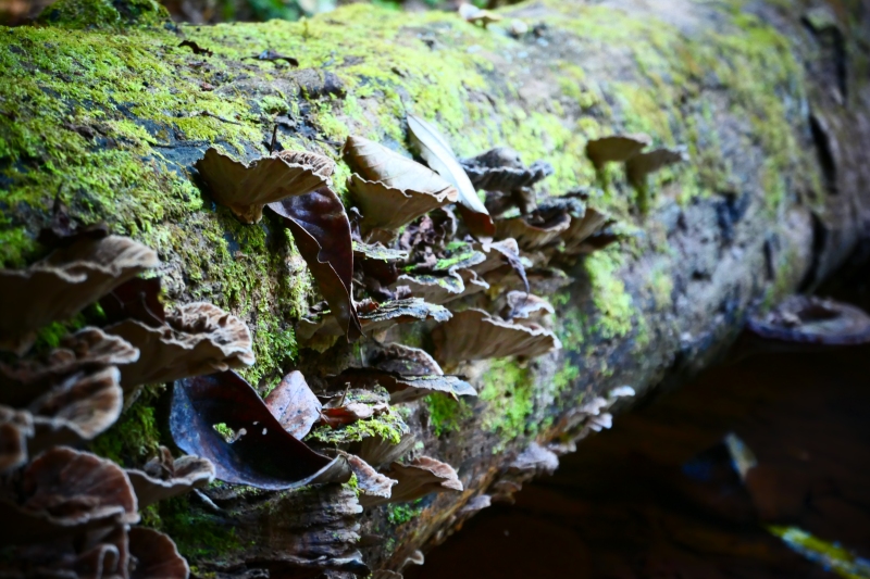 Unidentified Fungi - Costa Rica