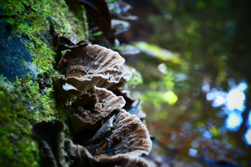 Unidentified Fungi - Costa Rica