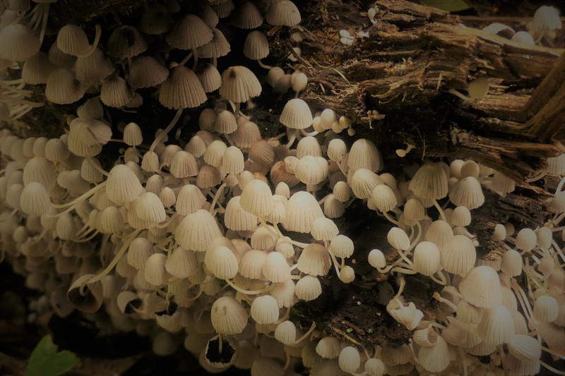 Coprinellus disseminatus