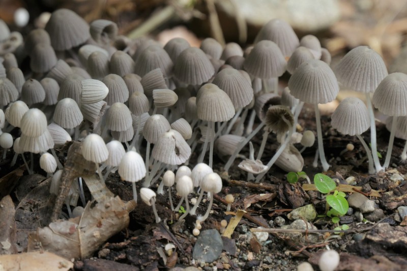 Coprinellus disseminatus