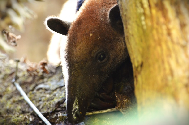 Tamandua mexicana